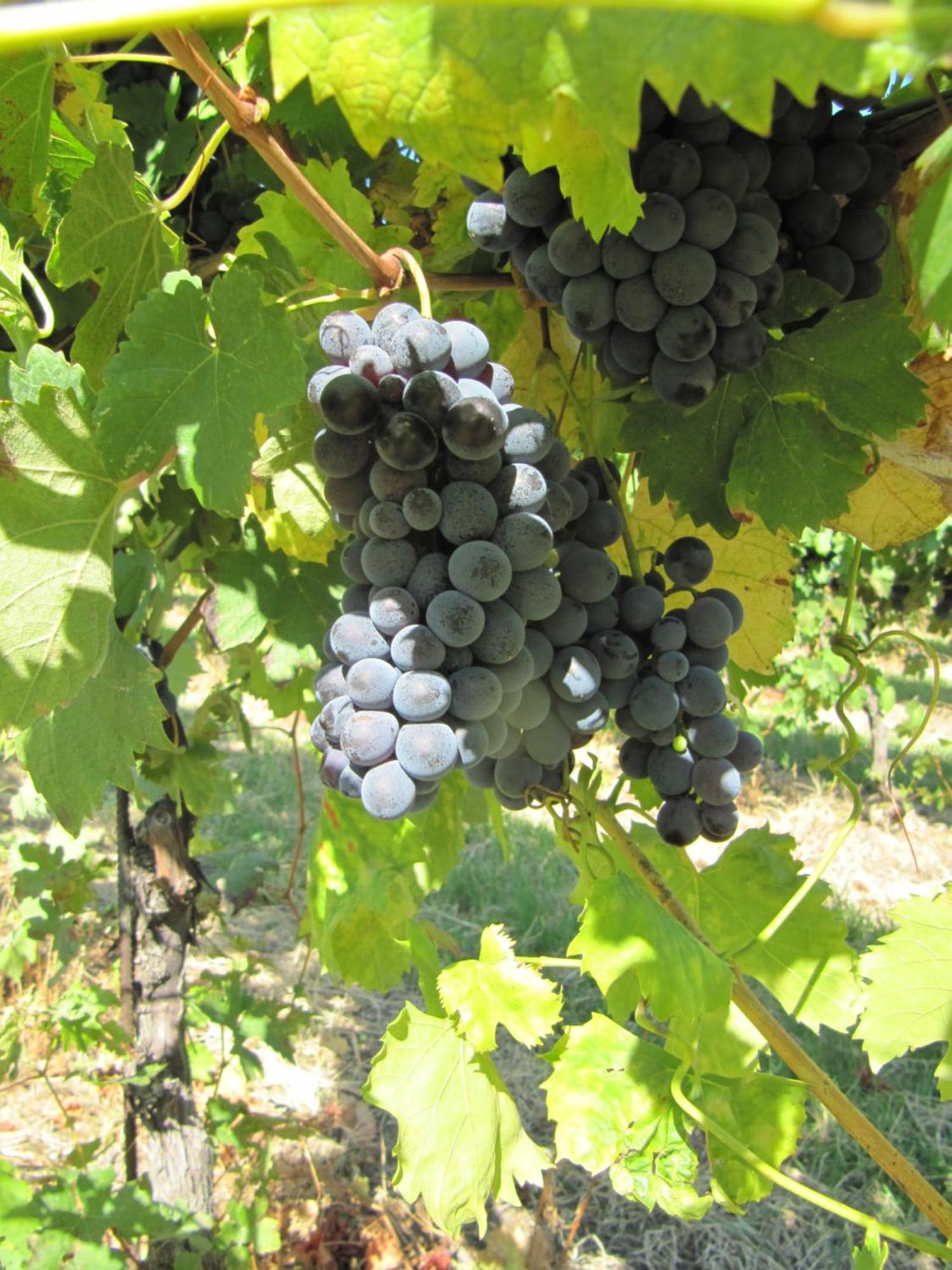 Podere Riosto Cantina&Agriturismo Pianoro Exteriér fotografie