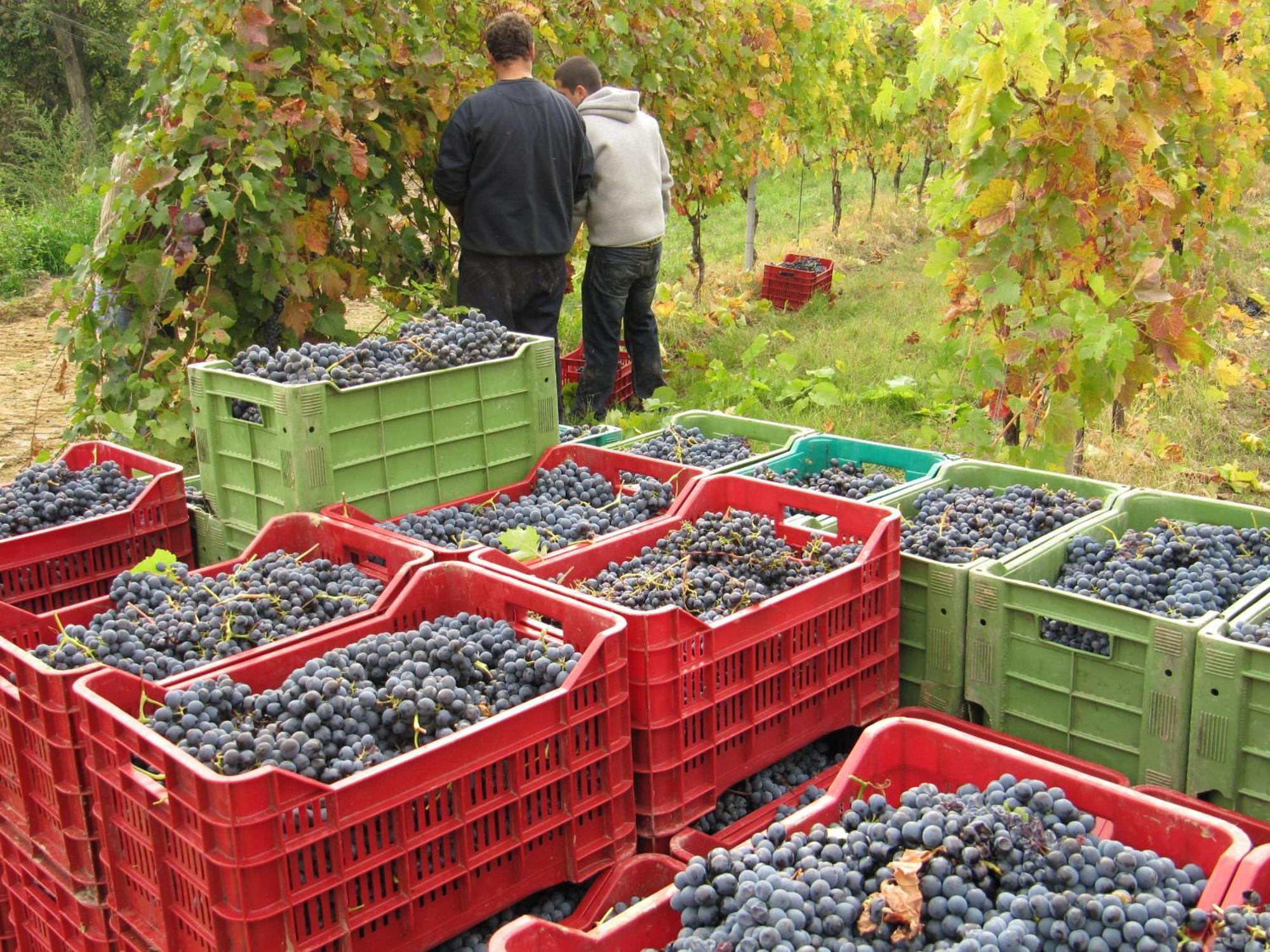Podere Riosto Cantina&Agriturismo Pianoro Exteriér fotografie